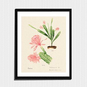Art Print, Light Pink Cactus Flower Botanical Drawing